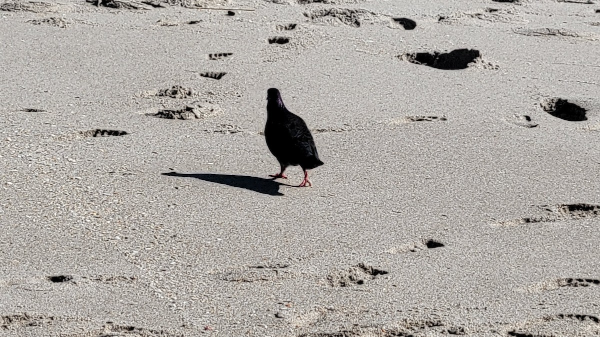 Rock Pigeon (Feral Pigeon) - ML643447723
