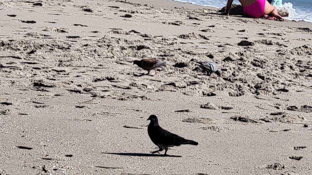 Rock Pigeon (Feral Pigeon) - ML643447725