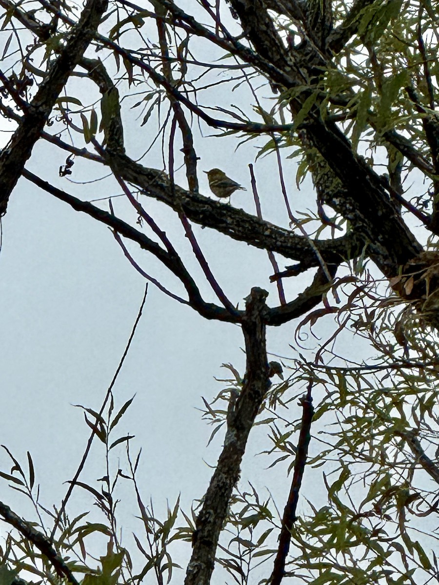 Pine Warbler - ML643447733