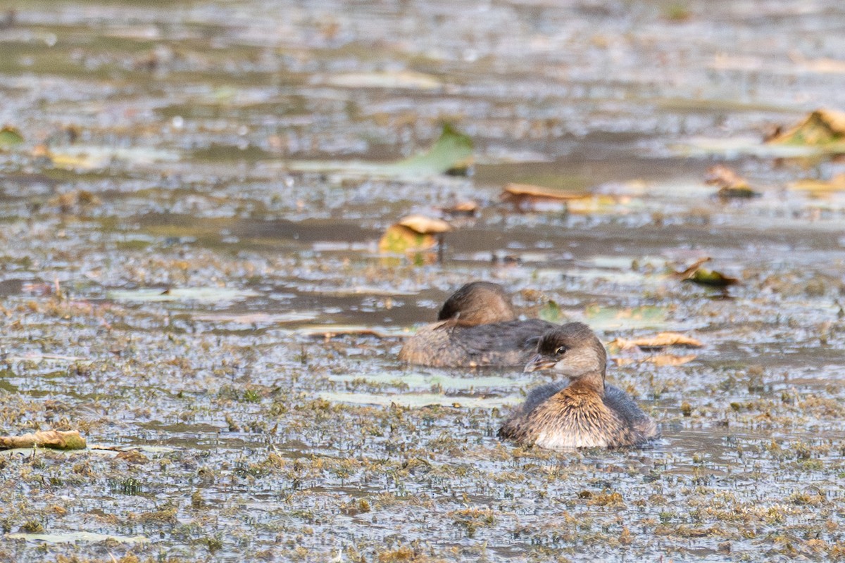 Pied-billed Grebe - ML643447746