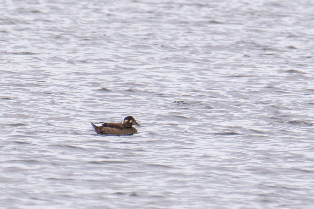 Surf Scoter - ML643447769