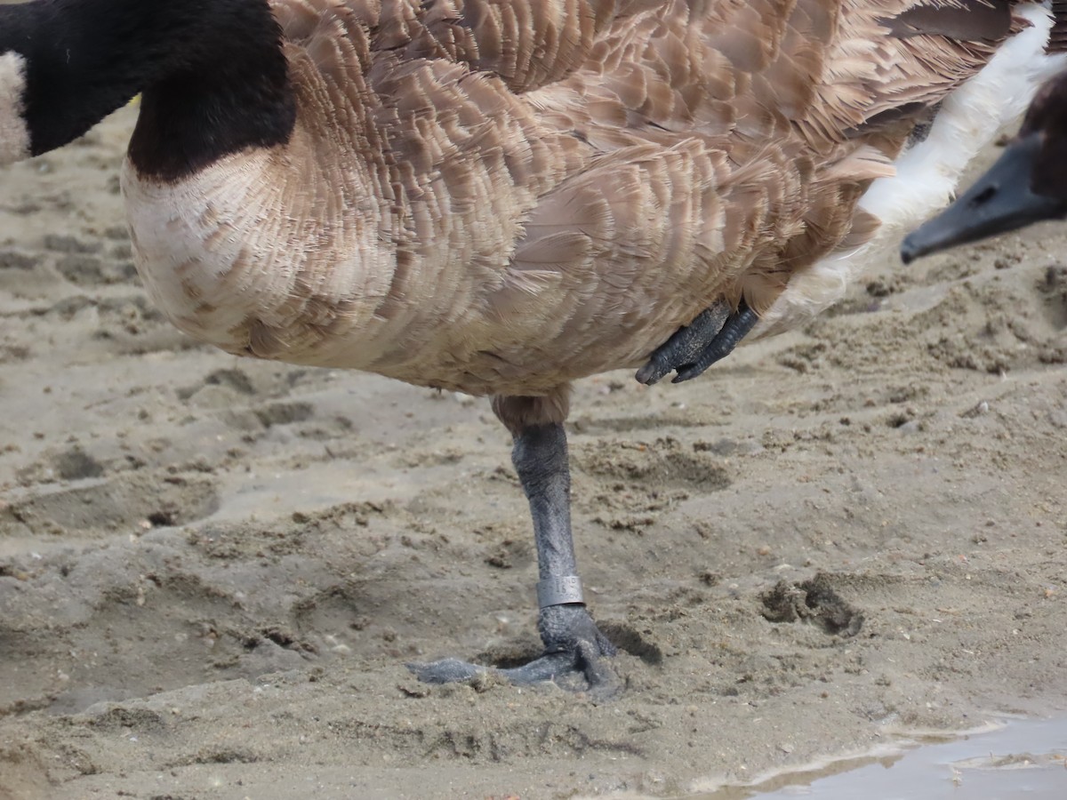 Canada Goose - ML643447802