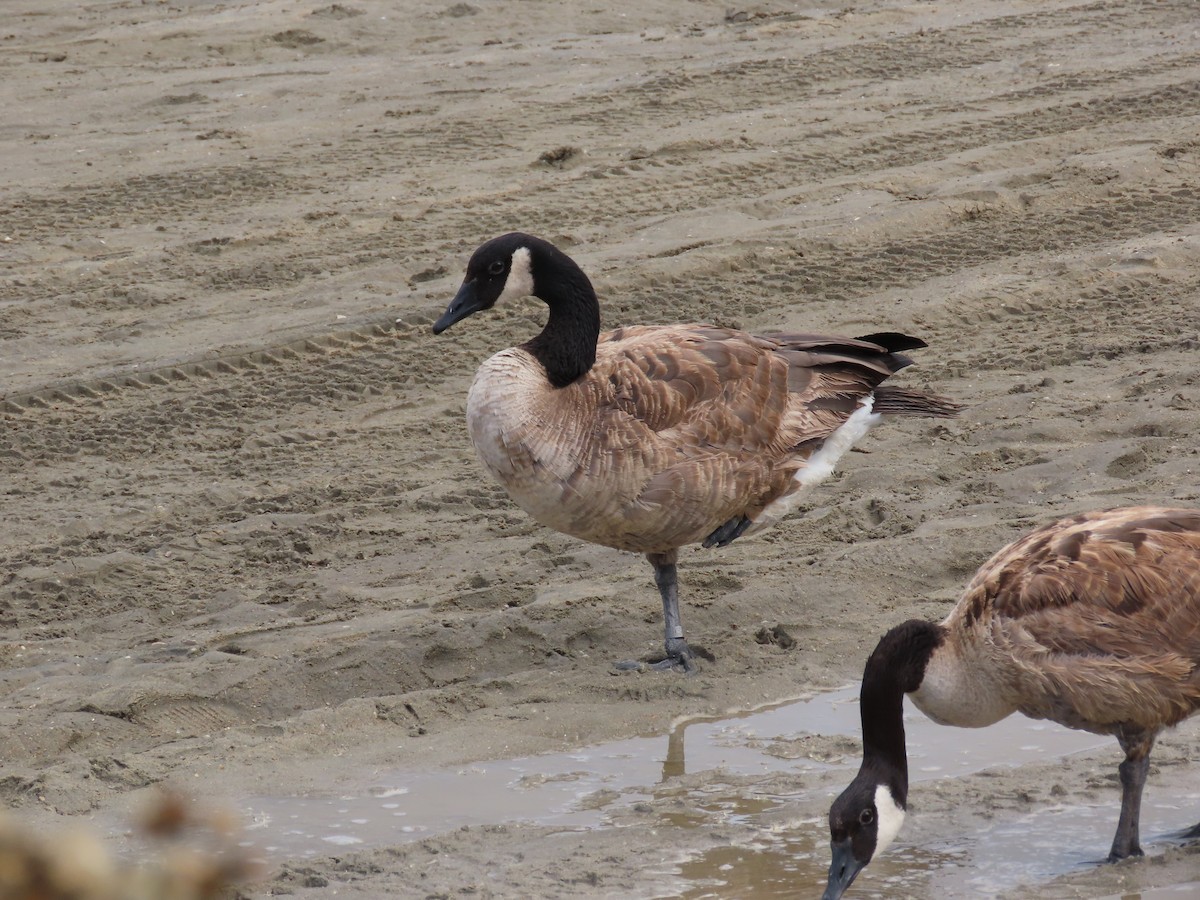 Canada Goose - ML643447803