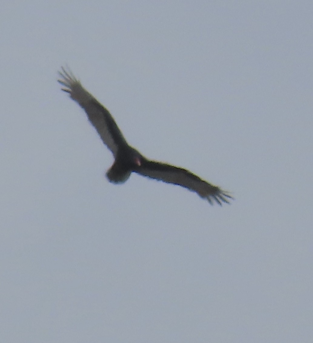 Turkey Vulture - ML643447829