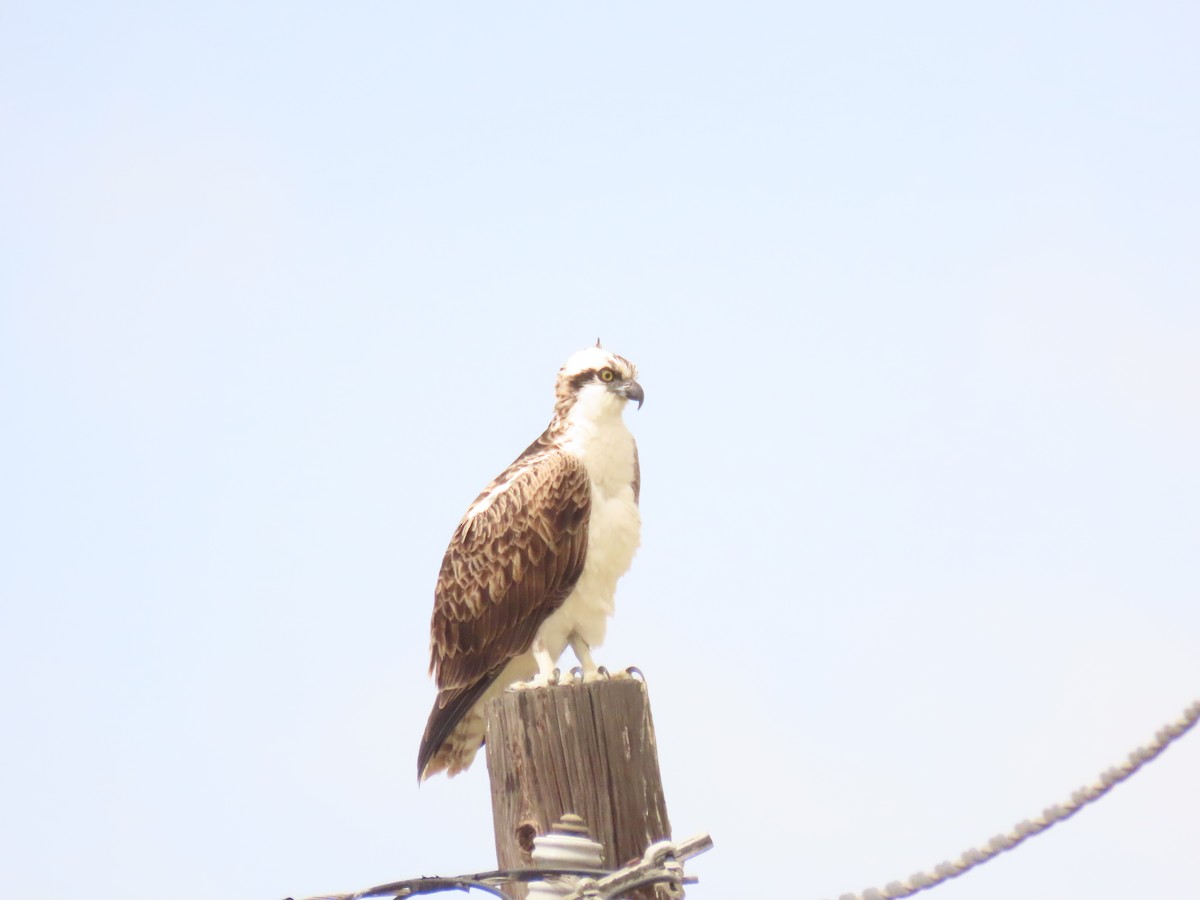 Osprey - ML643447845