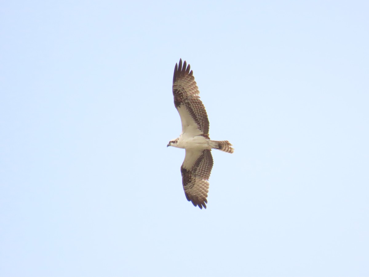 Osprey - ML643447846
