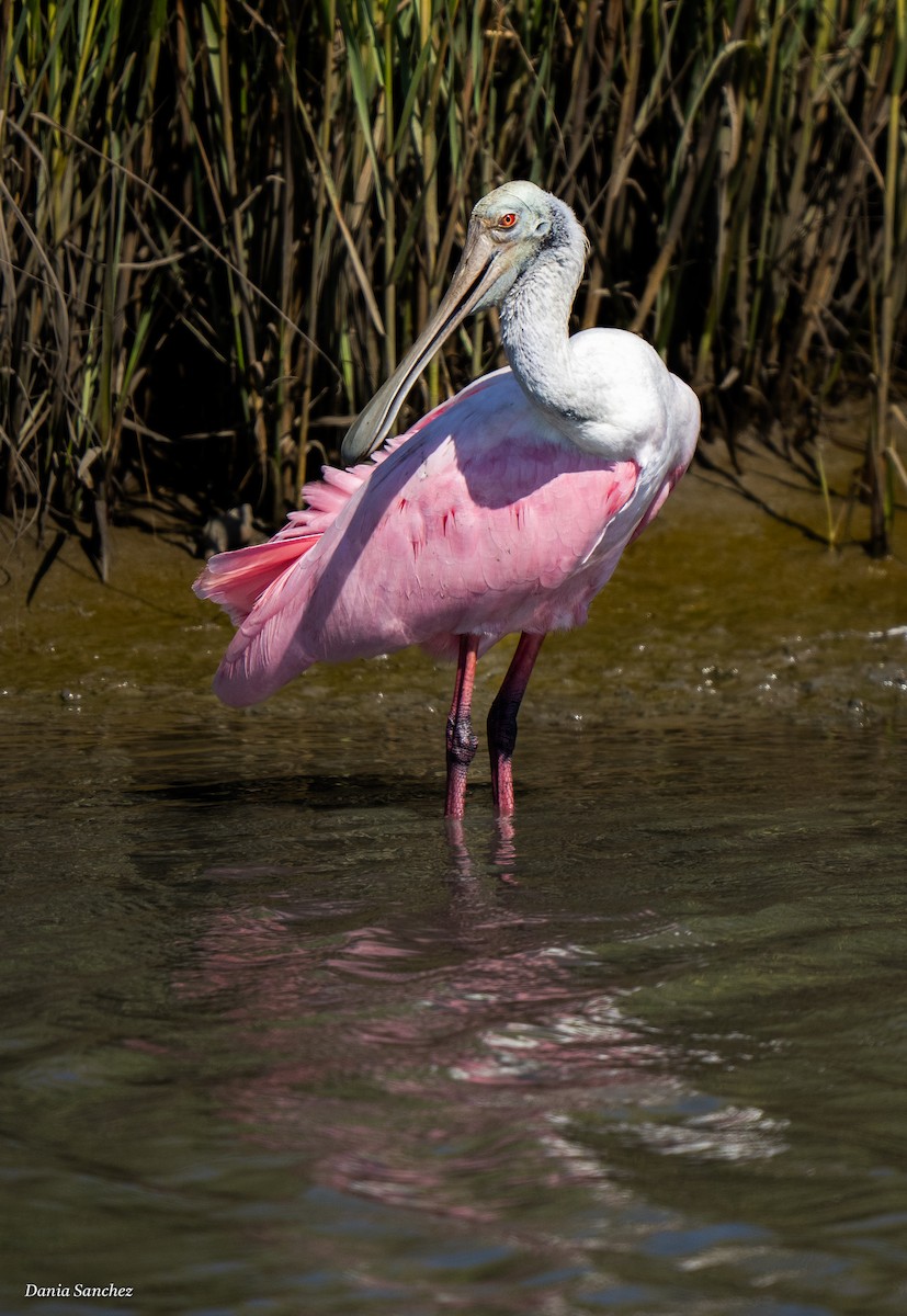 Roseate Spoonbill - ML643447861
