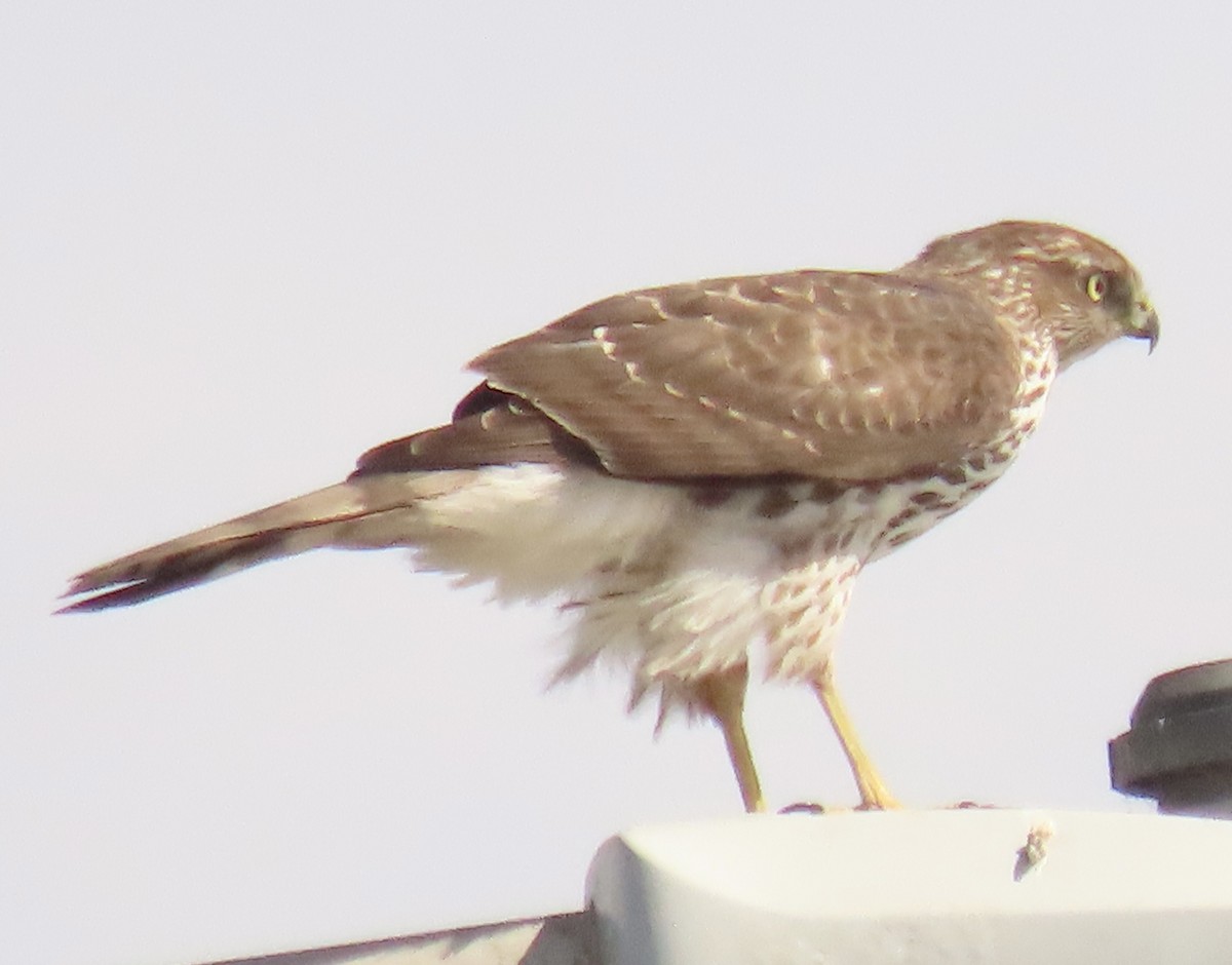Cooper's Hawk - ML643447868