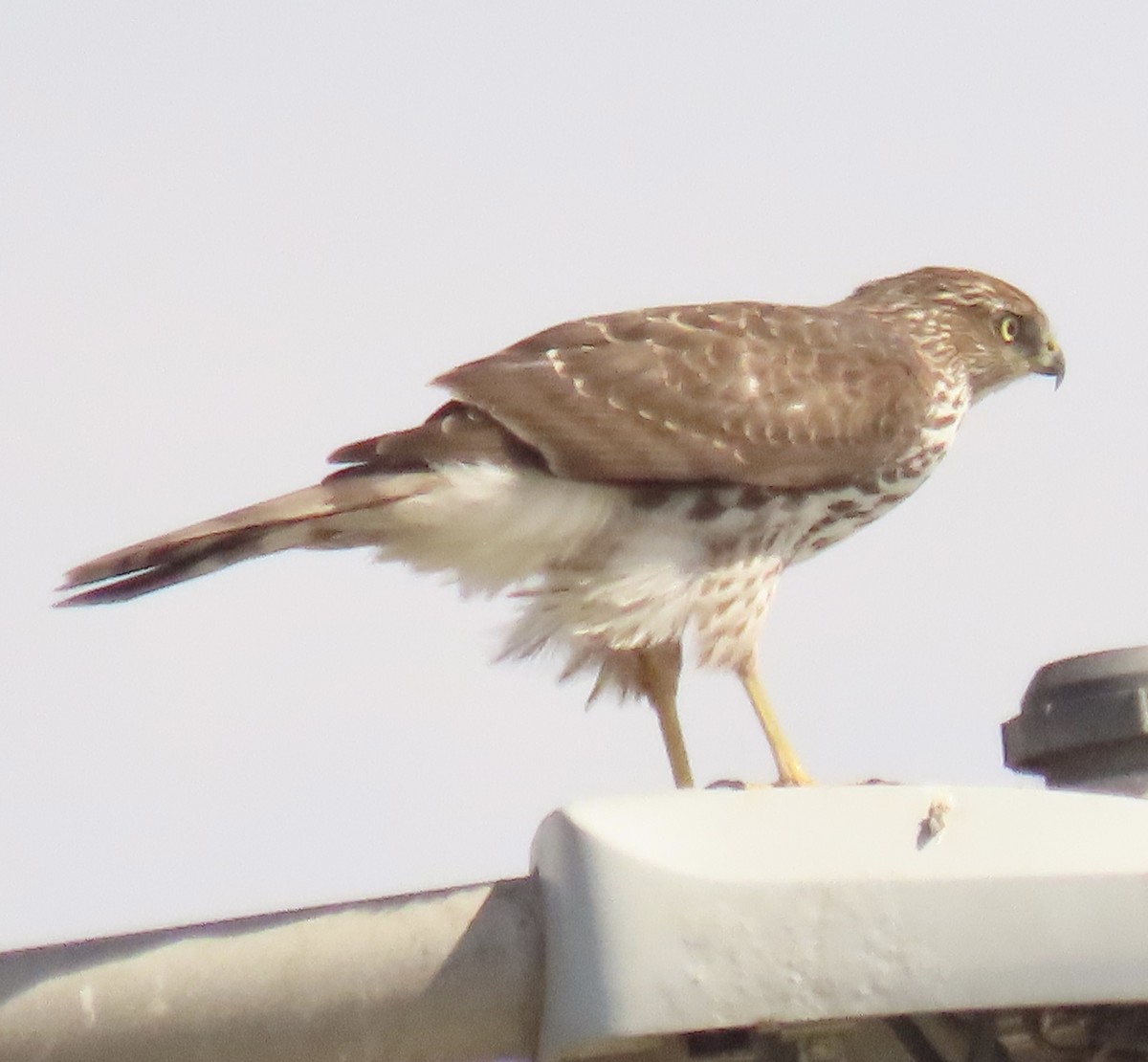 Cooper's Hawk - ML643447869