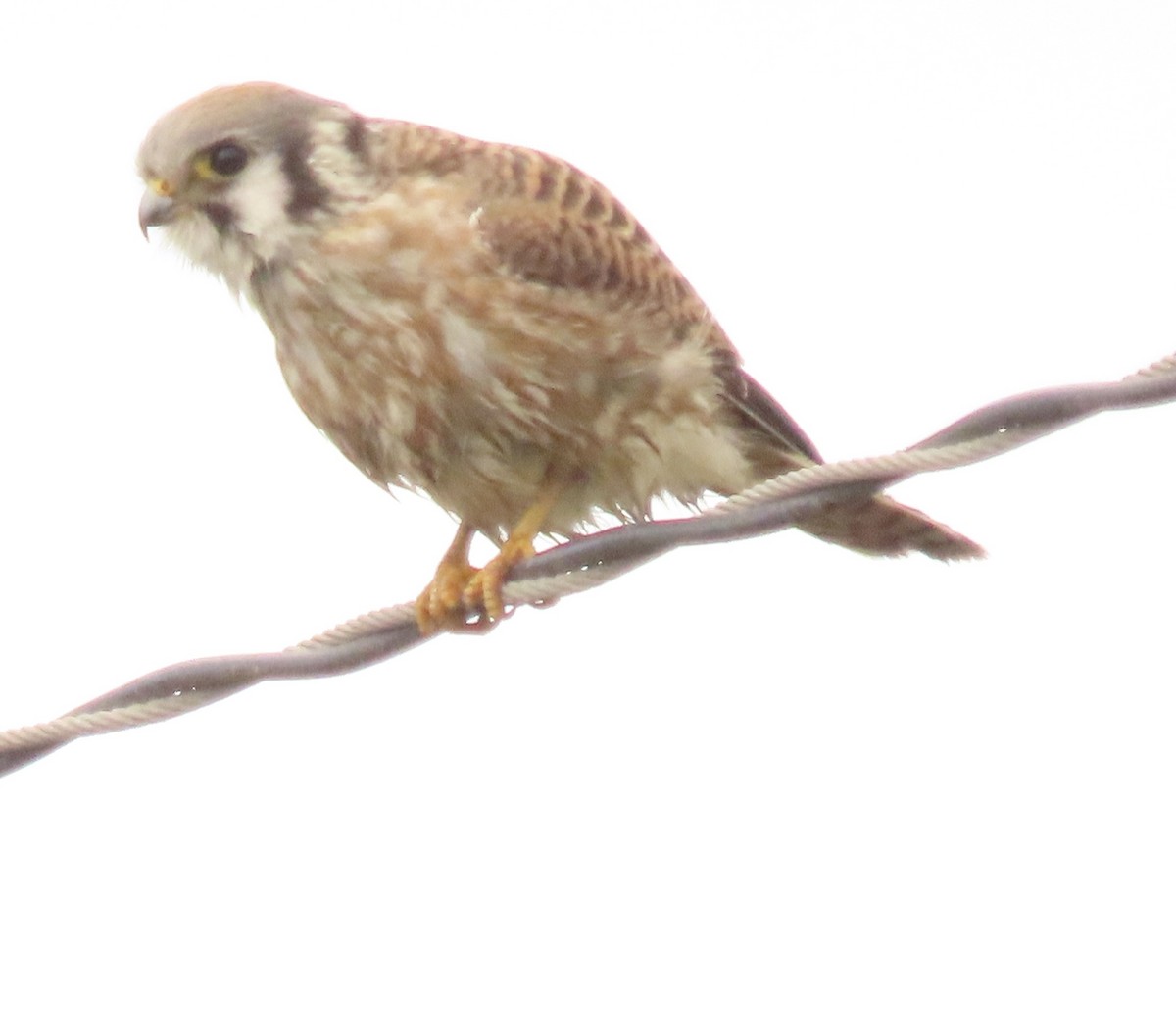 American Kestrel - ML643447881