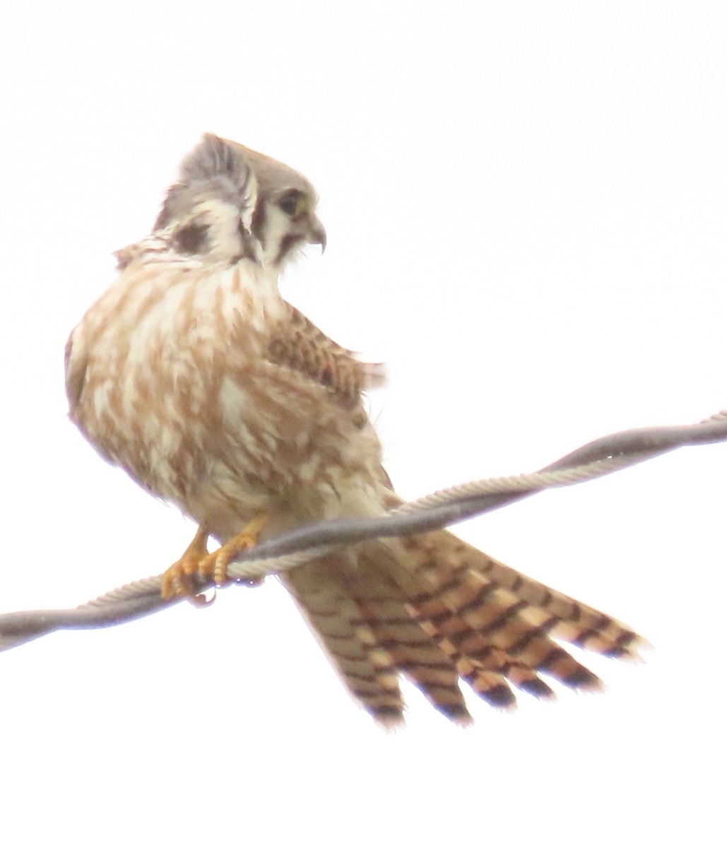 American Kestrel - ML643447882