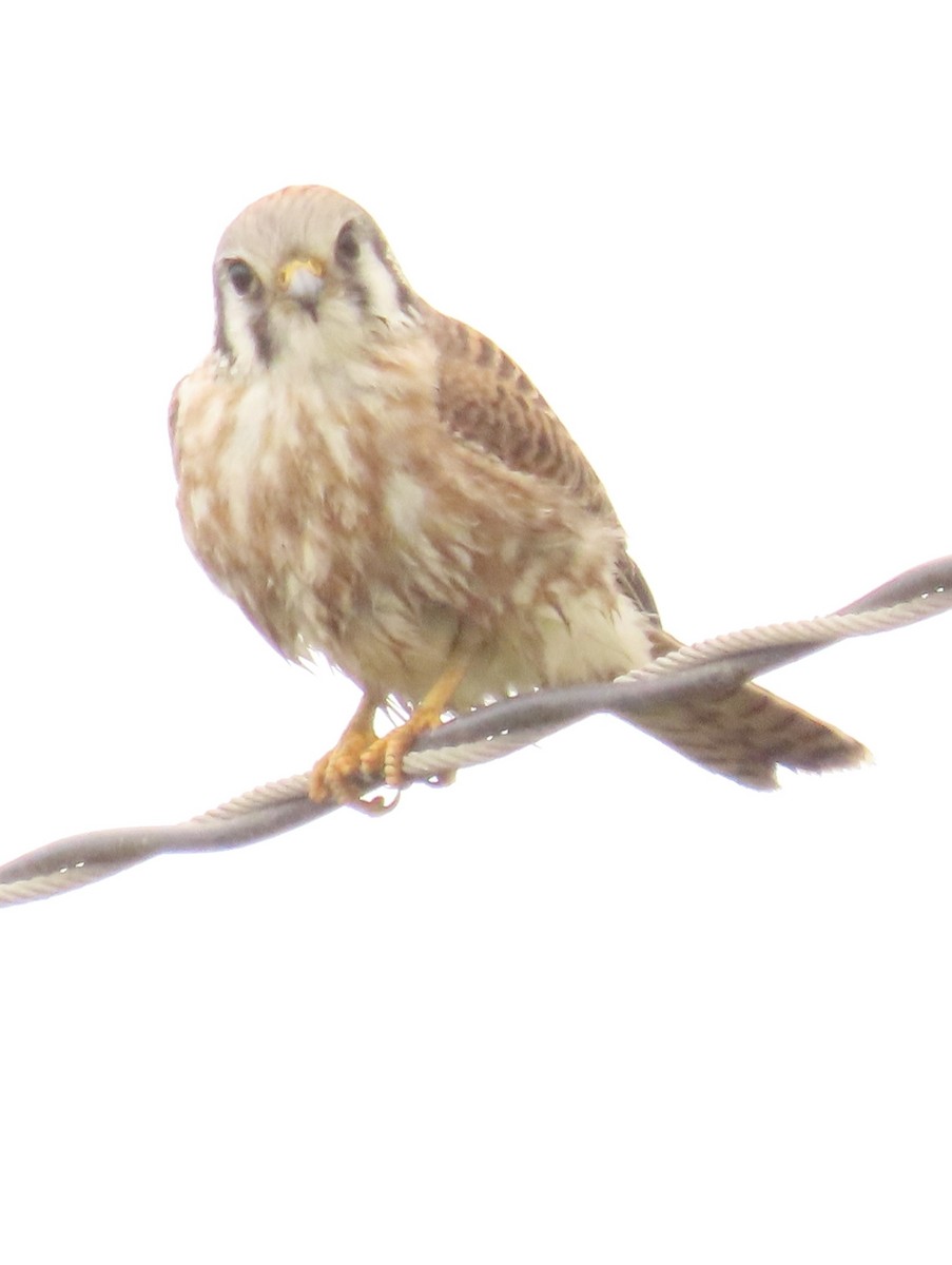 American Kestrel - ML643447883