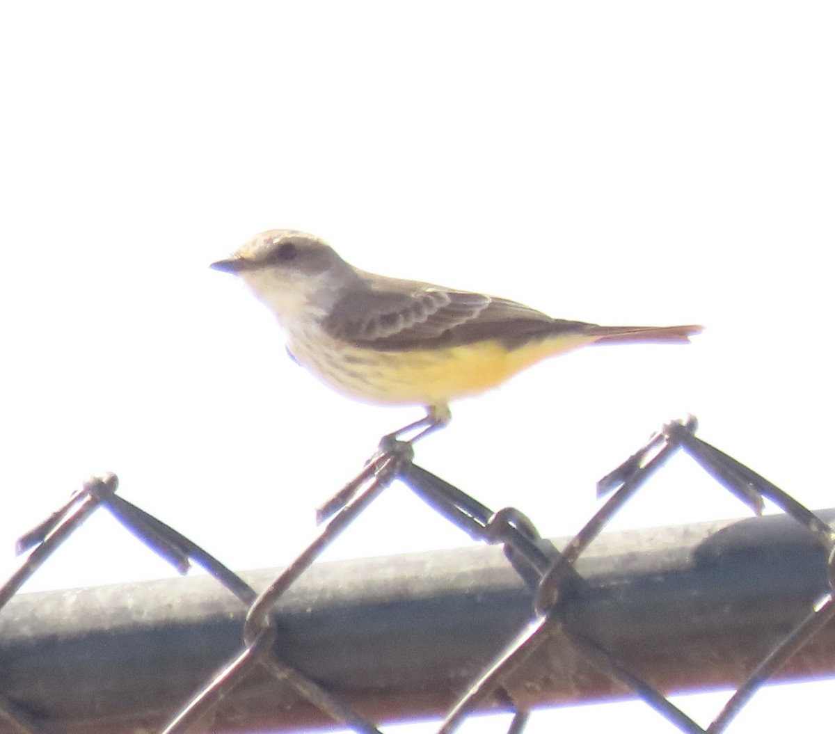 Vermilion Flycatcher - ML643447895