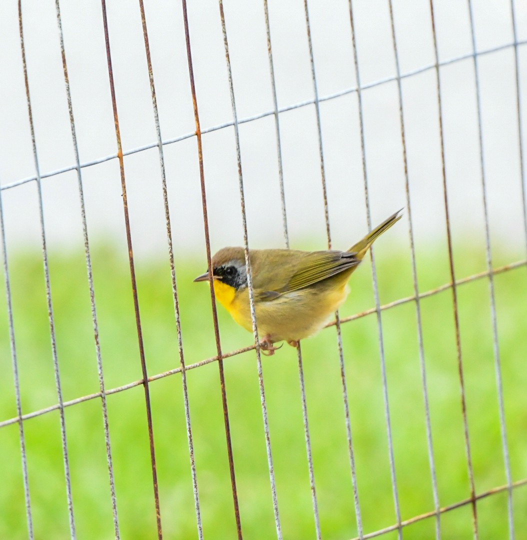 Common Yellowthroat - ML643447914