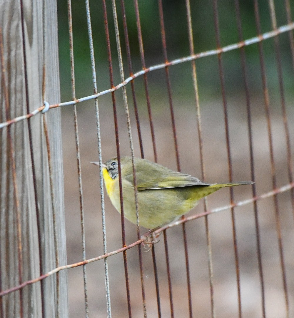 Common Yellowthroat - ML643447915