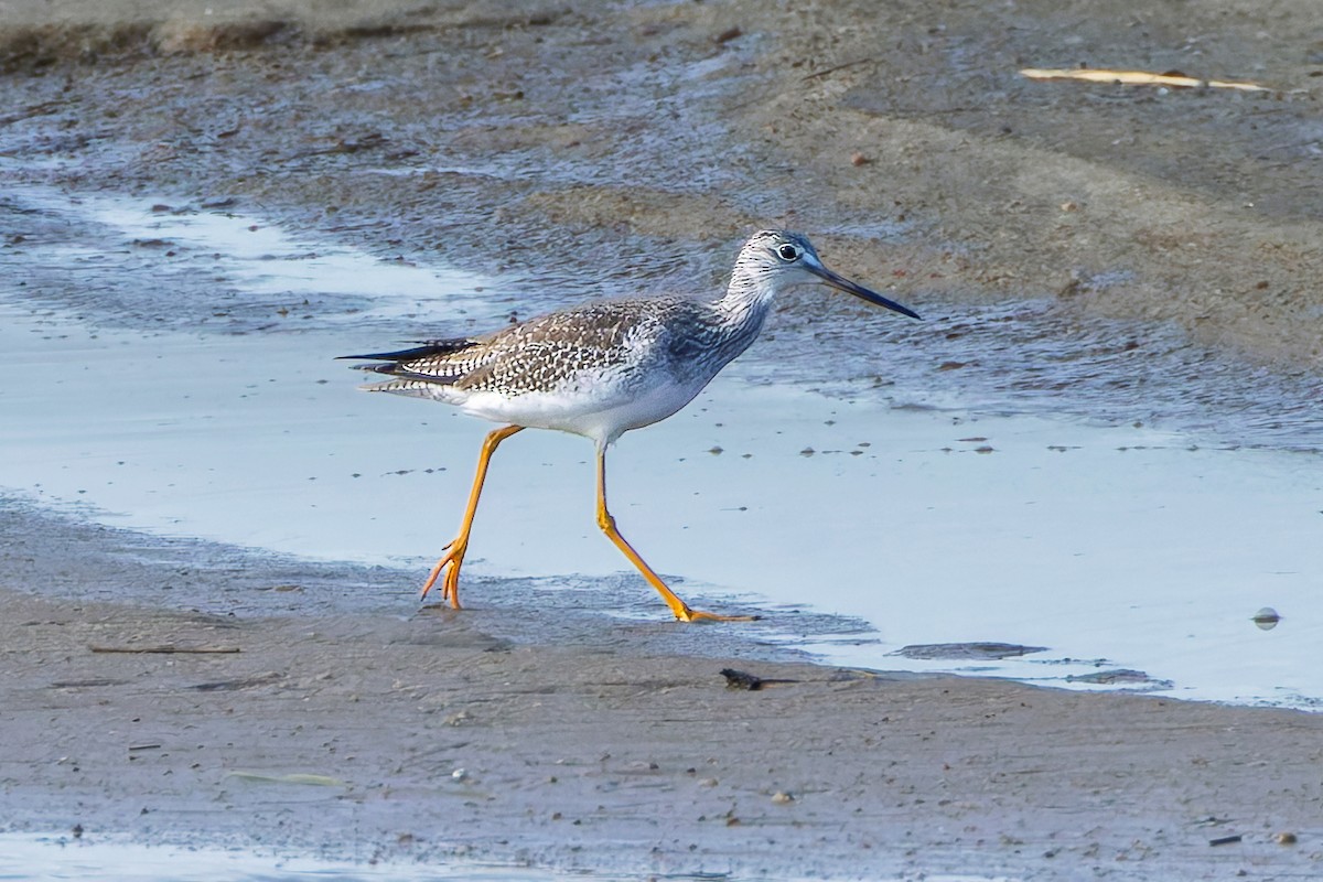 Greater Yellowlegs - ML643447950