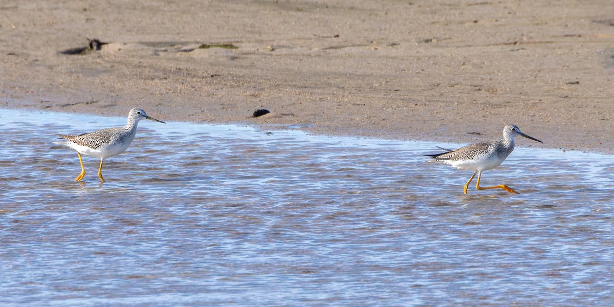 Greater Yellowlegs - ML643447951