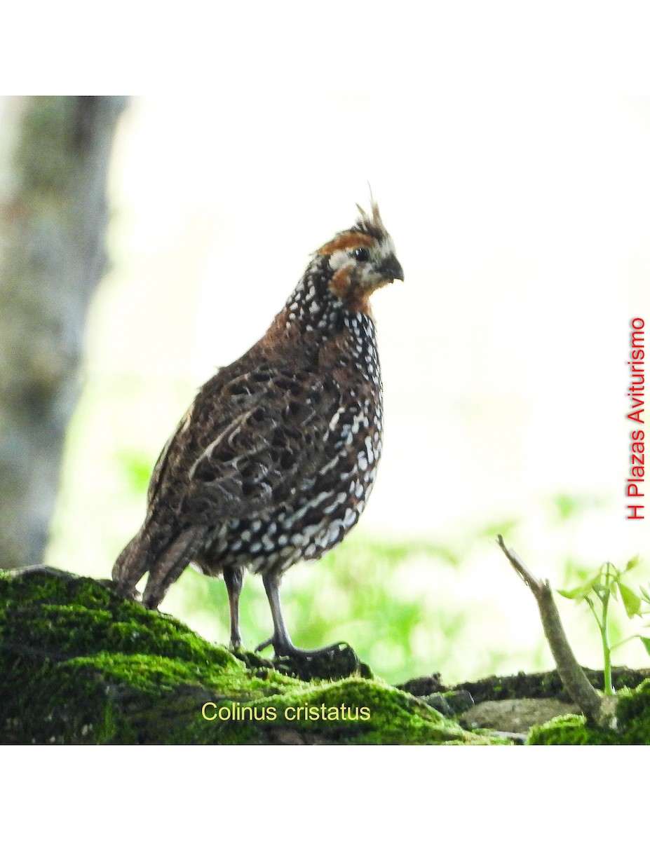 Crested Bobwhite - ML643447955