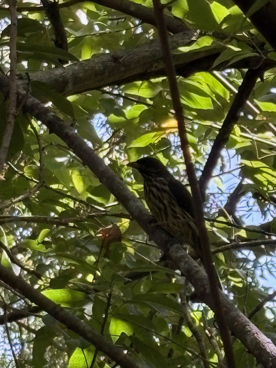 Palmchat - ML643447964