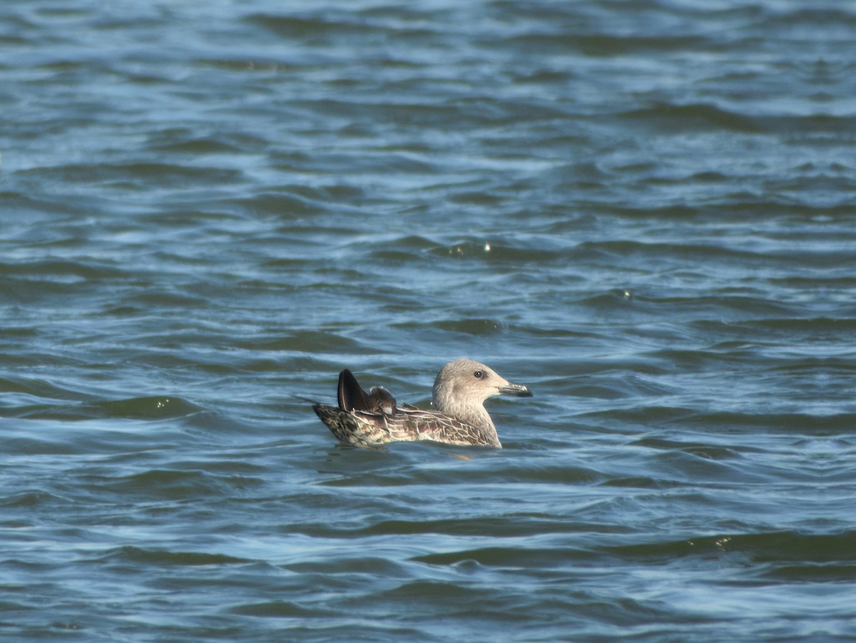 Lesser Black-backed Gull - ML643447986