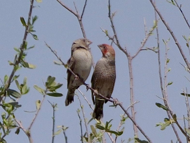 Red-headed Finch - ML643447987