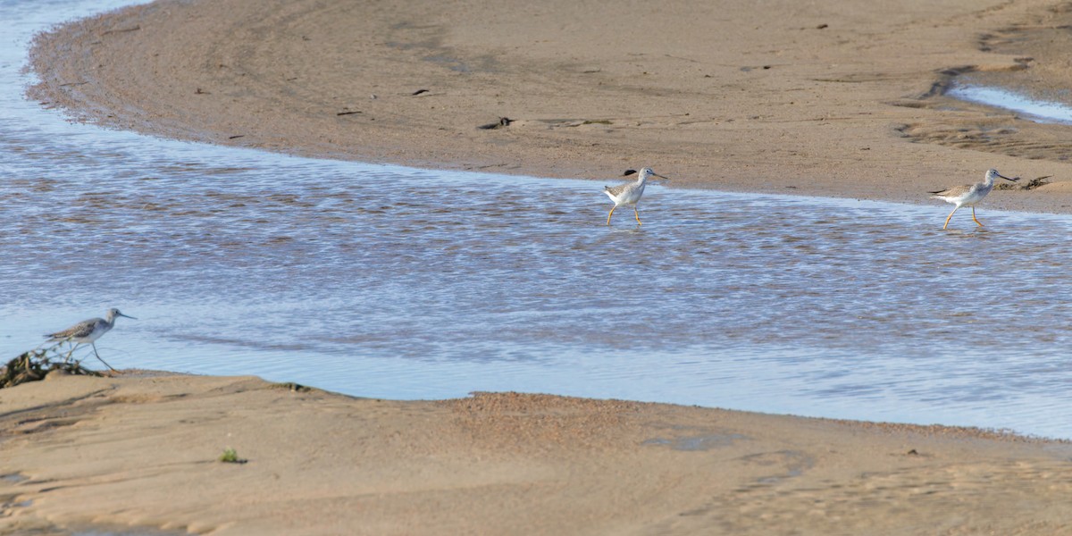 Greater Yellowlegs - ML643447992