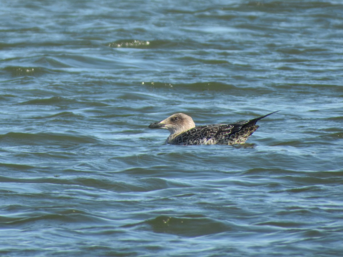 Lesser Black-backed Gull - ML643448007