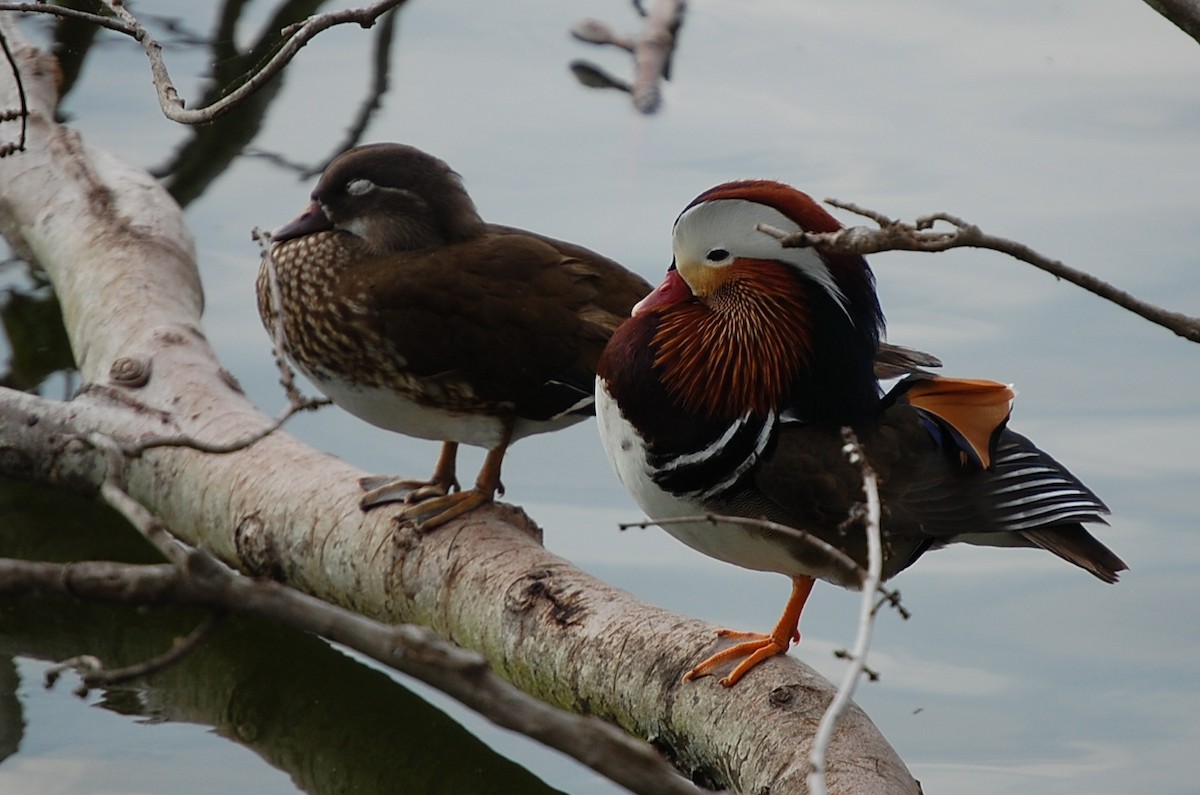 Mandarin Duck - ML643448016
