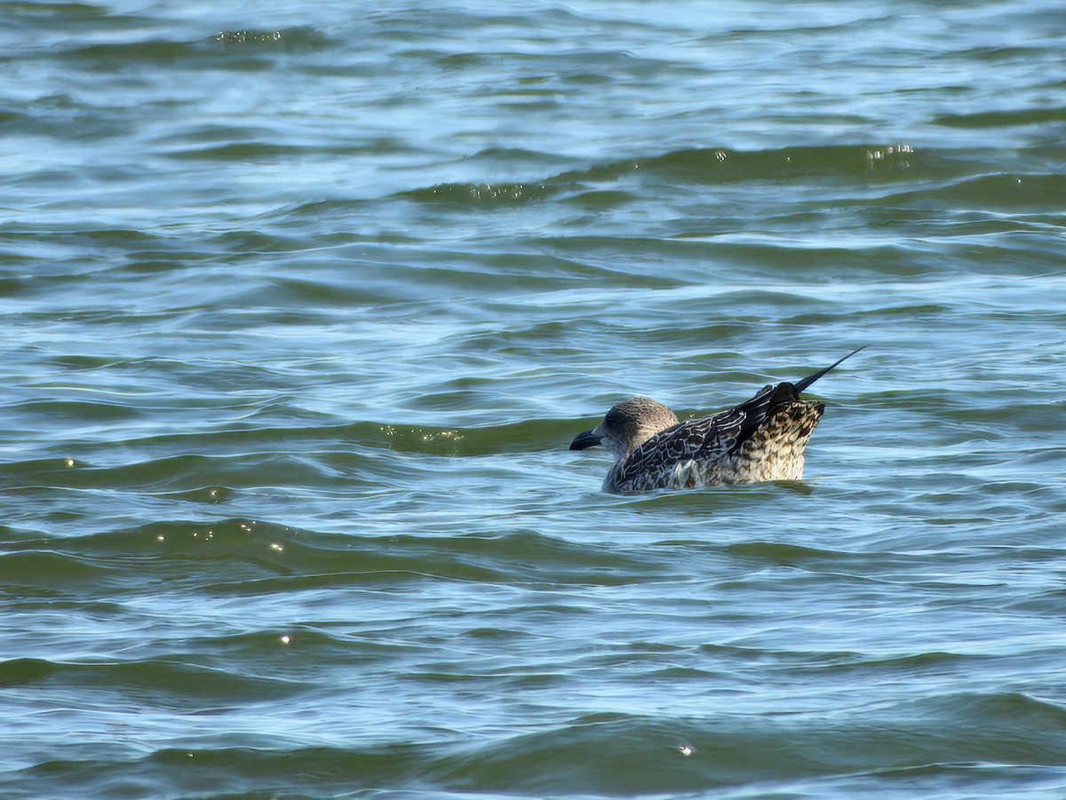 Lesser Black-backed Gull - ML643448018