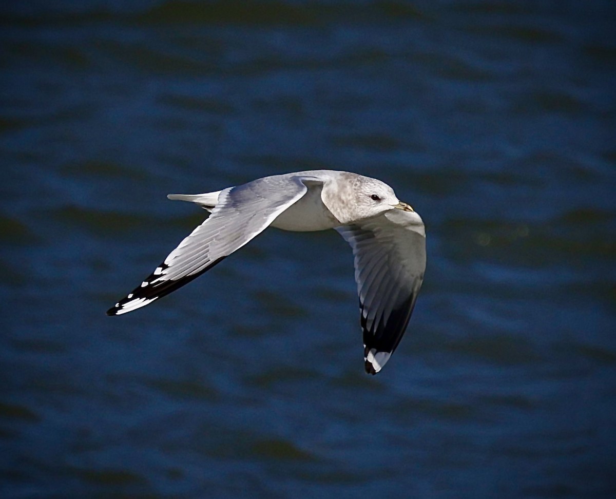 Short-billed Gull - ML643448030