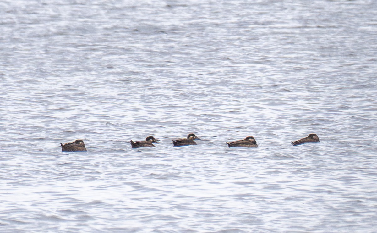 Surf Scoter - ML643448034