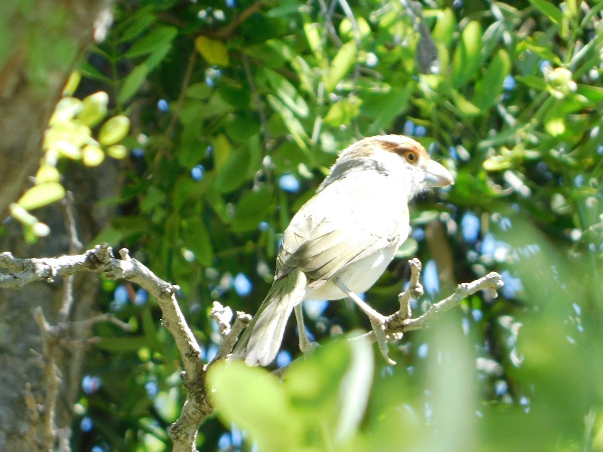 Rostbrauenvireo - ML643448043