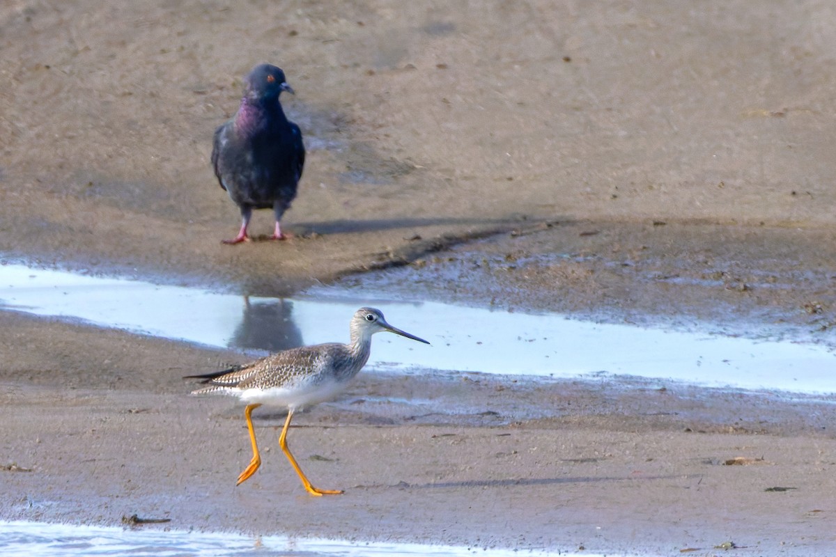 Rock Pigeon (Feral Pigeon) - ML643448057