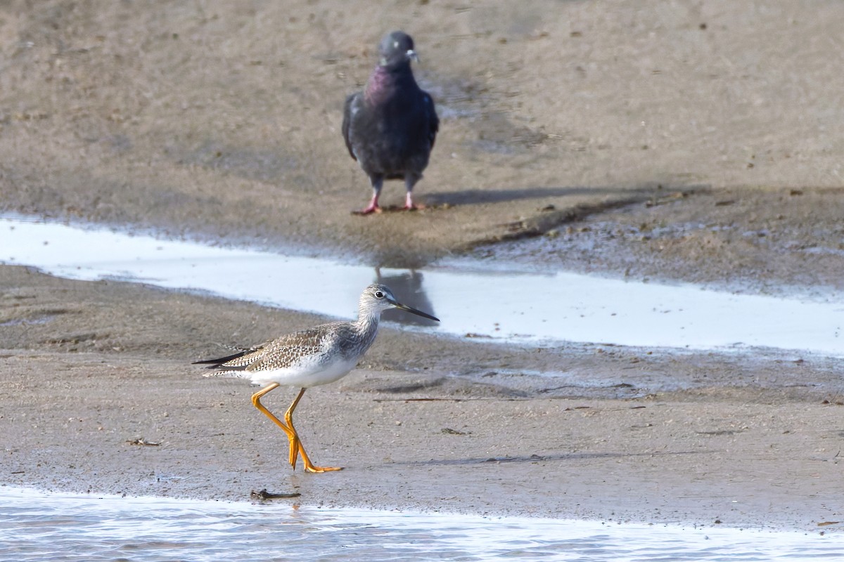 Greater Yellowlegs - ML643448063