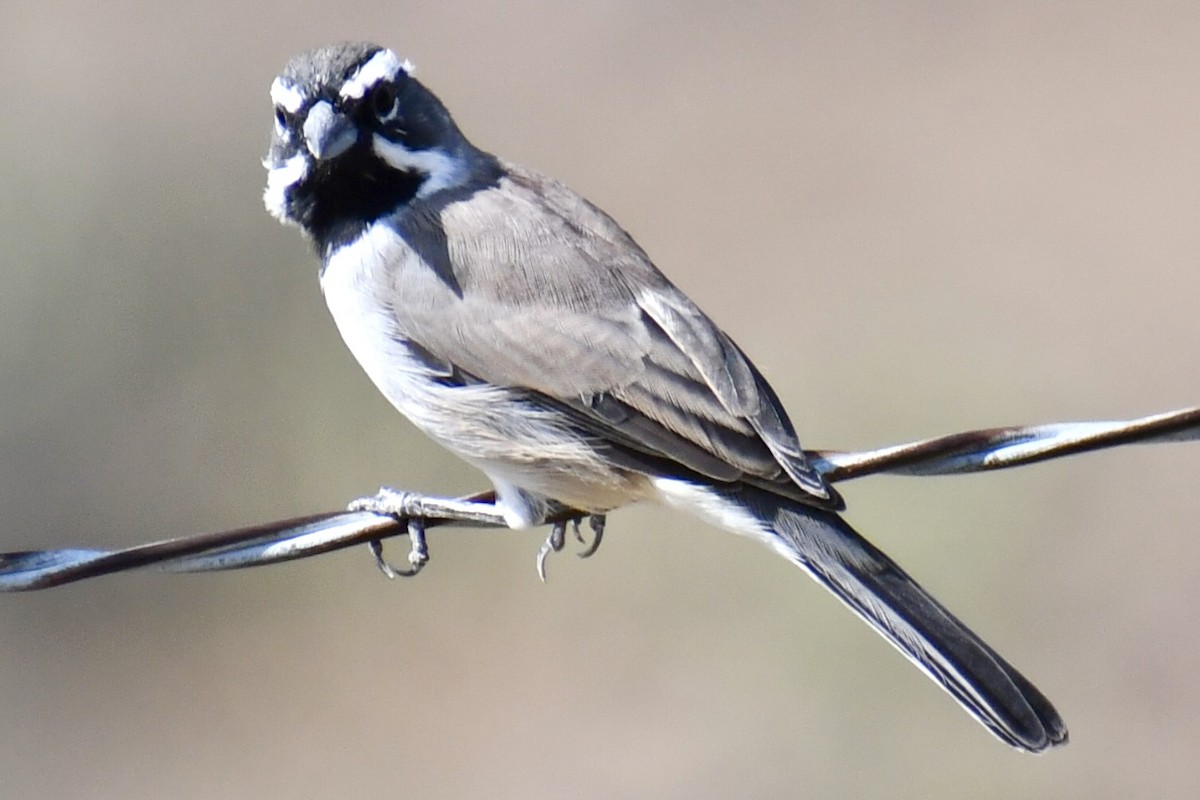 Black-throated Sparrow - ML643448107