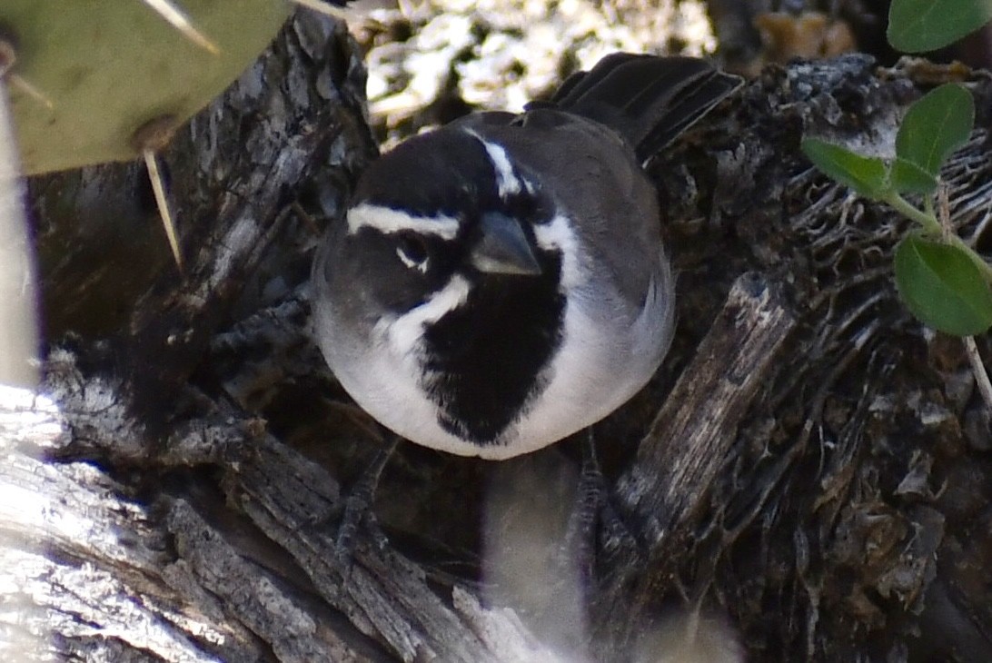 Black-throated Sparrow - ML643448108