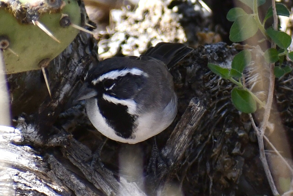 Black-throated Sparrow - ML643448109