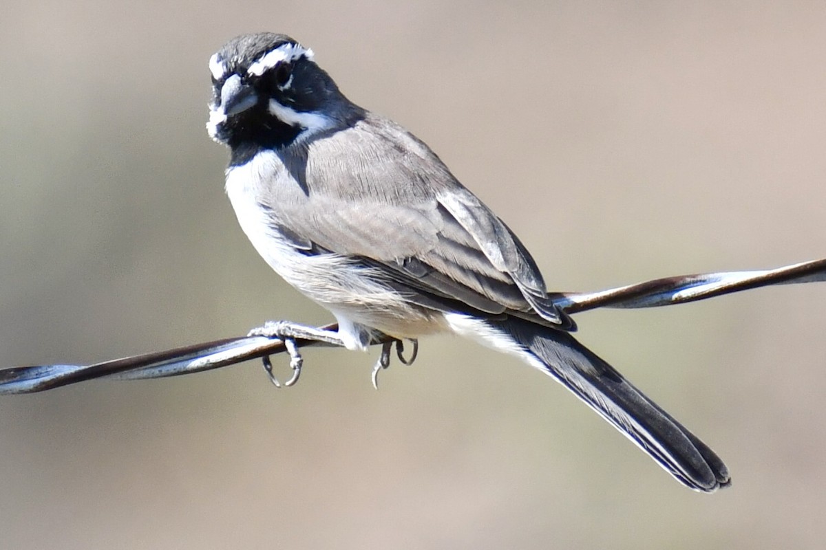 Black-throated Sparrow - ML643448110