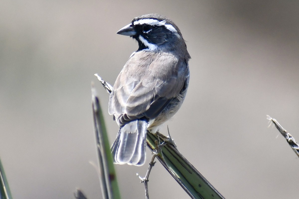 Black-throated Sparrow - ML643448111
