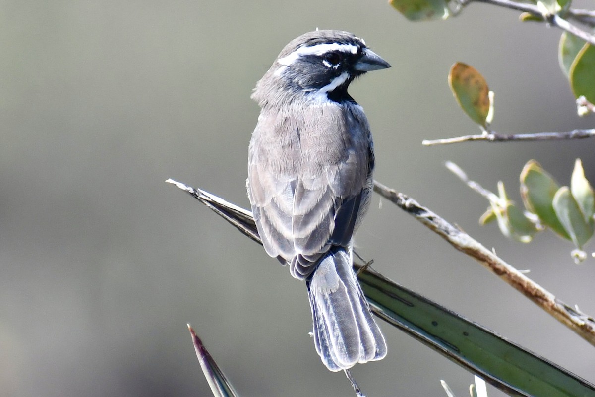 Black-throated Sparrow - ML643448112