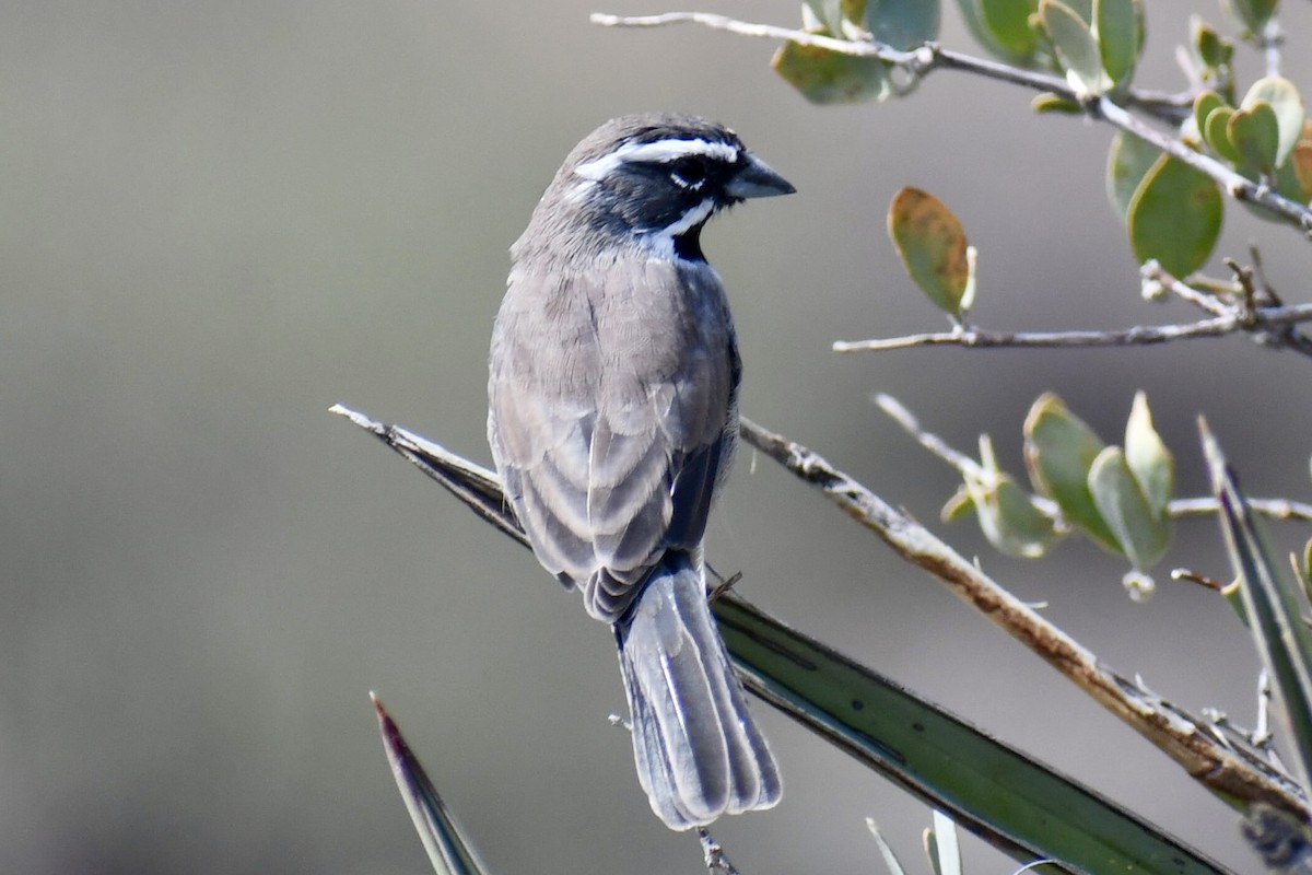 Black-throated Sparrow - ML643448113