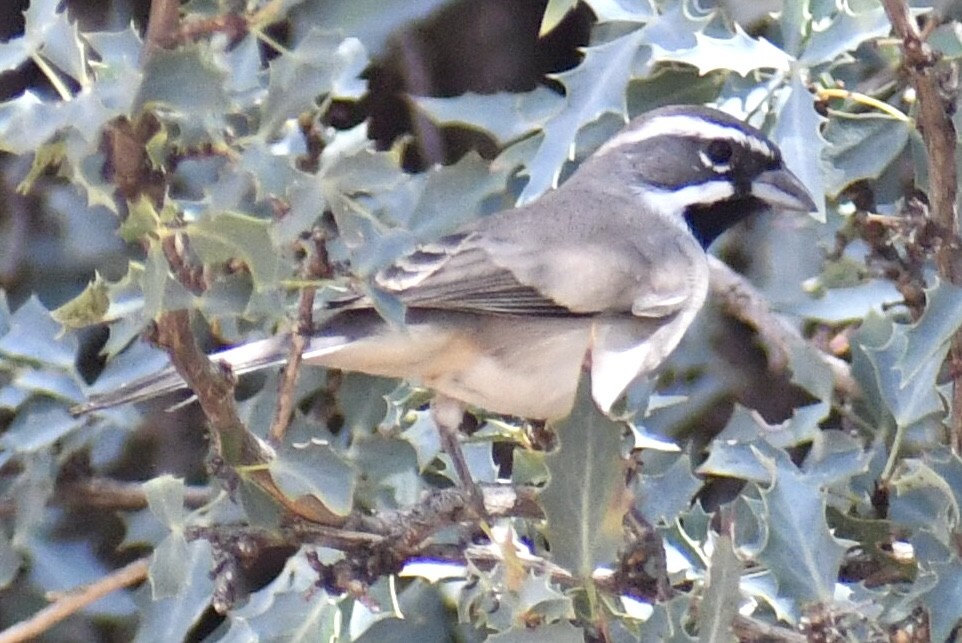 Black-throated Sparrow - ML643448114