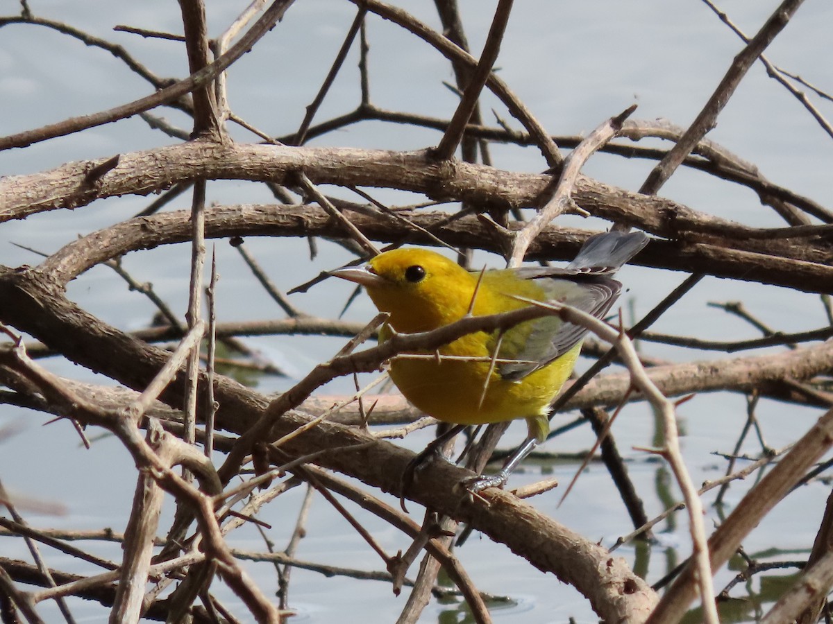 Пісняр жовтий - ML643448139