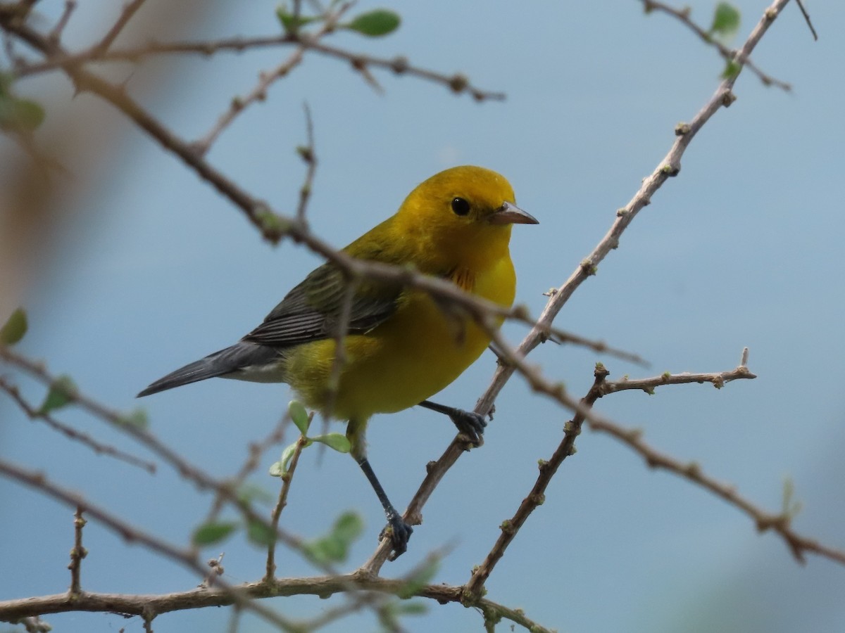 Пісняр жовтий - ML643448140