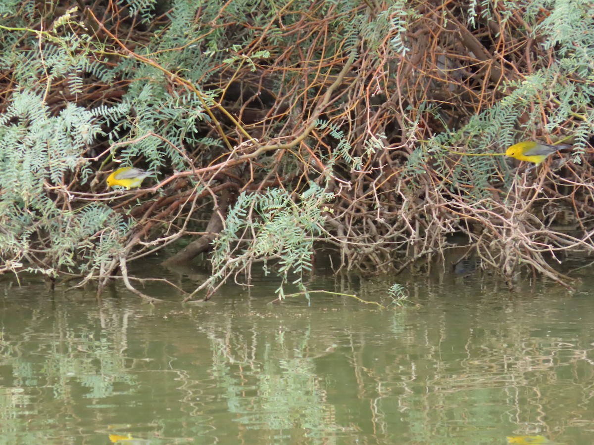 Пісняр жовтий - ML643448141