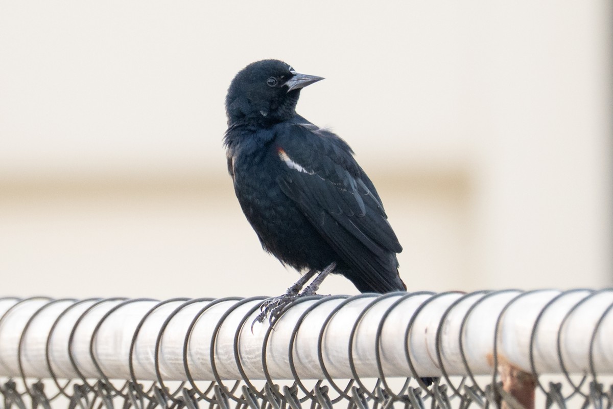 Tricolored Blackbird - ML643448142