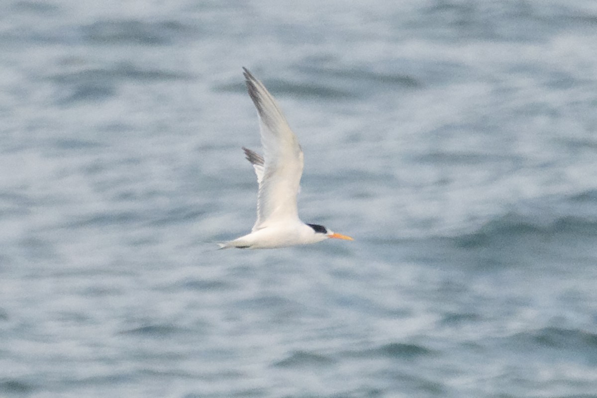 Elegant Tern - ML643448160