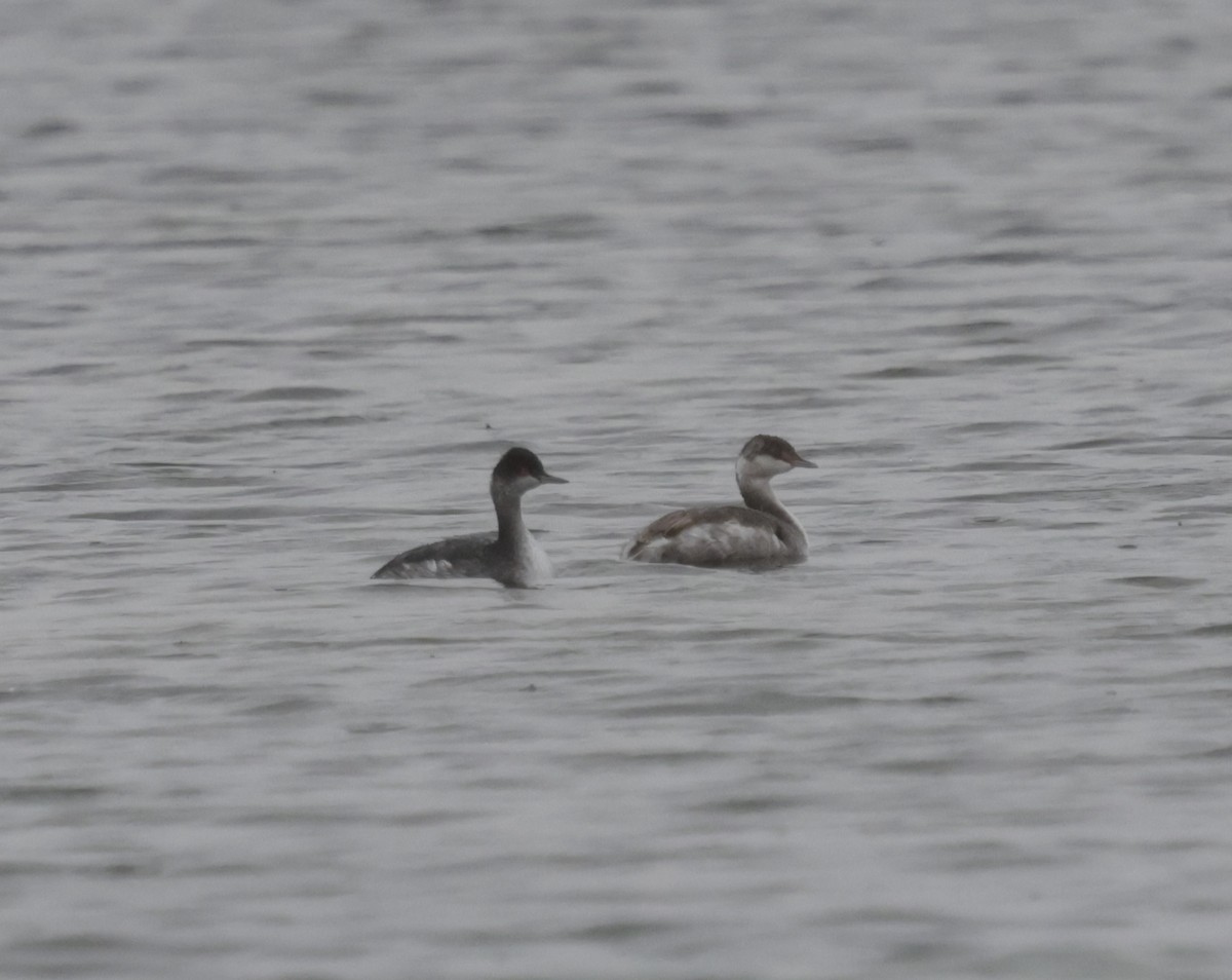 Horned Grebe - ML643448174