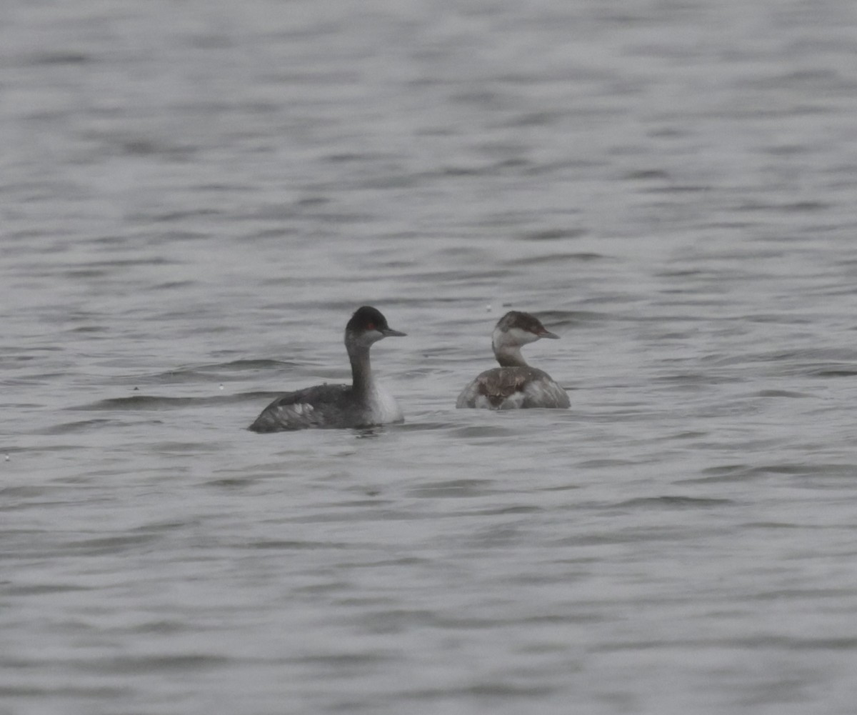 Horned Grebe - ML643448175