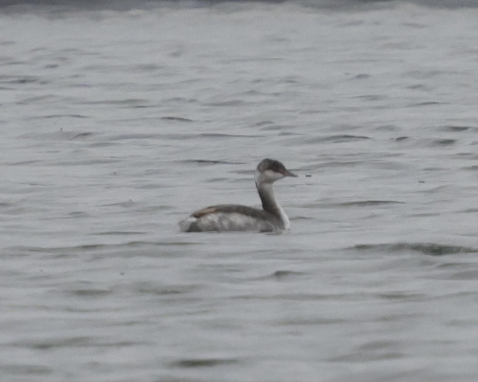 Horned Grebe - ML643448176